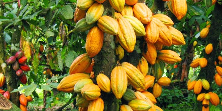 WACOT Limited Awards N150 Million to Cocoa Farmers for Sustainable Practices in Osun State