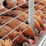 BATN Foundation and Akwa Ibom State Government Empower Poultry Farmers to Boost Food Security