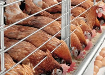 BATN Foundation and Akwa Ibom State Government Empower Poultry Farmers to Boost Food Security