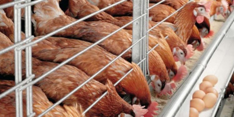 BATN Foundation and Akwa Ibom State Government Empower Poultry Farmers to Boost Food Security