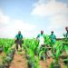 Ebonyi State Launches ₦300M Agric Empowerment Grant to Boost Local Farming