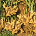 Nigerian Government Invests N1.6bn to Combat Ginger Blight and Boost Food Security