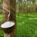 Government Urged to Prioritize Rubber Production for Economic Growth