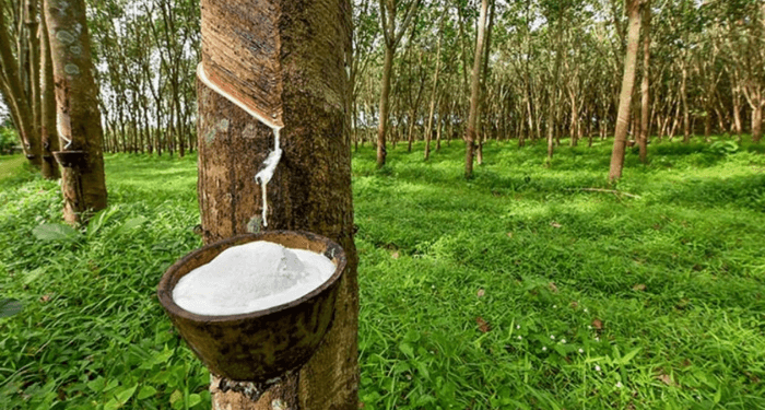 Government Urged to Prioritize Rubber Production for Economic Growth