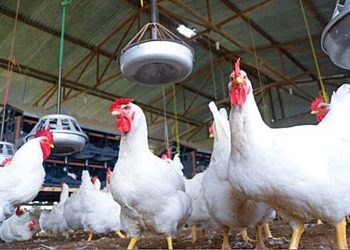 Investment in Livestock Development will End Farmer-herder Clashes, Hunger in Nigeria – Tinubu