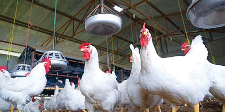 Investment in Livestock Development will End Farmer-herder Clashes, Hunger in Nigeria – Tinubu