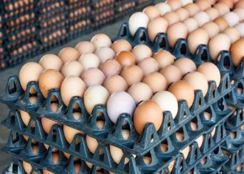 Nigeria Livestock Ministry Allocates N129 Million to Egg Production, Technical Support