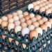 Nigeria Livestock Ministry Allocates N129 Million to Egg Production, Technical Support