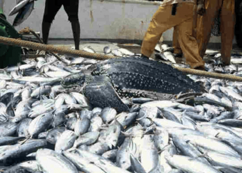 Nigeria Partners with Global Bodies to Boost Fish Production and Food Security