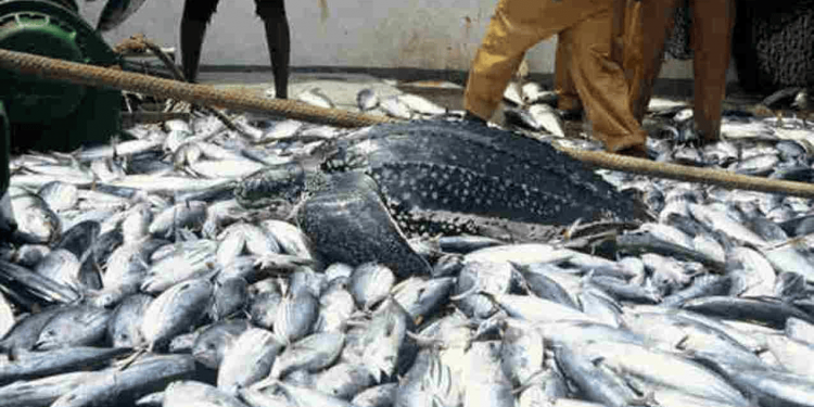 Nigeria Partners with Global Bodies to Boost Fish Production and Food Security