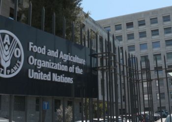 Call For Applications: 2025 FAO Internship Program (Food and Agriculture Organization Internship) For Students Worldwide