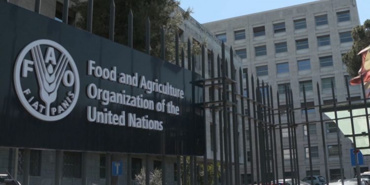 Call For Applications: 2025 FAO Internship Program (Food and Agriculture Organization Internship) For Students Worldwide