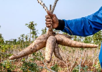 Psaltry International Supports Cassava Farmers With Funds