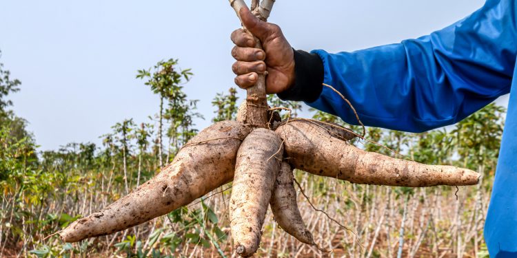 Psaltry International Supports Cassava Farmers With Funds