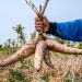 Psaltry International Supports Cassava Farmers With Funds