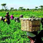 Transforming Farming: Homemade Fertilizers Empower Nigeria's Rural Farmers