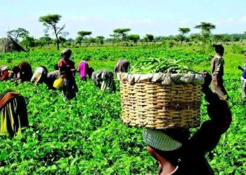 Nigeria Shifting Focus to Agro Value Addition for Economic Growth