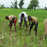 Nigeria's Staple Crop Production Faces 13% Decline Due to Fertilizer Costs and Climate Challenges