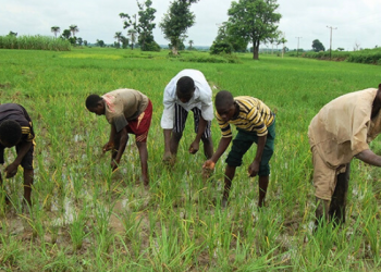 Nigeria's Staple Crop Production Faces 13% Decline Due to Fertilizer Costs and Climate Challenges