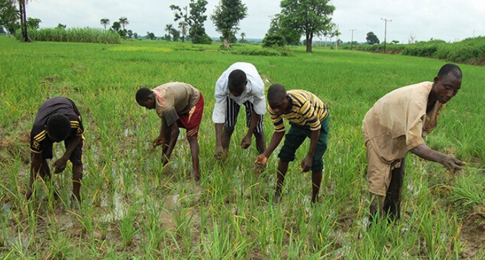 Nigeria's Staple Crop Production Faces 13% Decline Due to Fertilizer Costs and Climate Challenges