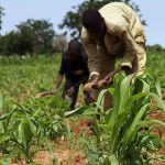 Gombe Farmers Demand Federal Fertilizer Distribution Amid Claims of Non-Delivery