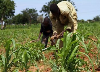 Gombe Farmers Demand Federal Fertilizer Distribution Amid Claims of Non-Delivery