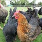 Nigeria Government Releases Two New Chicken Breeds and 14 Crop Varieties to Boost Agriculture