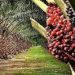 Stakeholders Unite to Unlock Nigeria’s $10 Billion Palm Oil Exports