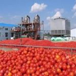 Dangote Group Launches Africa's Largest $20 million Tomato Processing Plant to Boost Nigeria’s Agriculture, Cut Imports