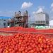 Dangote Group Launches Africa's Largest $20 million Tomato Processing Plant to Boost Nigeria’s Agriculture, Cut Imports