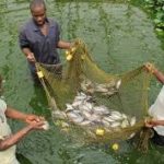 Ogun State Launches Aquaculture Harvest to Boost Food Security and Lower Prices