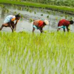 The African Development Fund releases initial support of $99 million to finance the development of rice cultivation value chains in West Africa