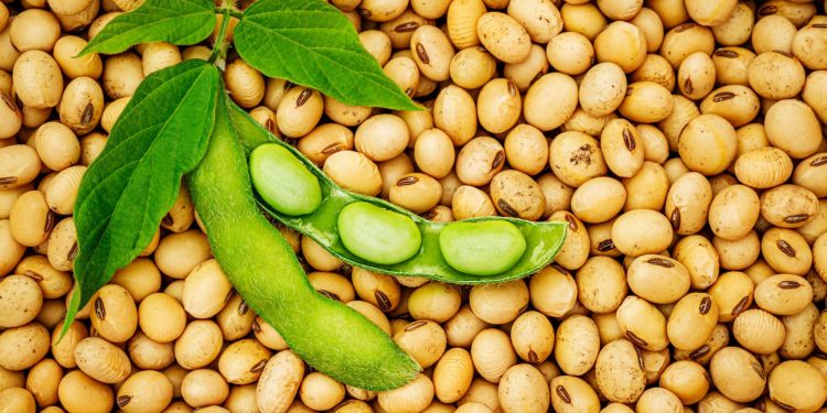 Nigeria Soybean Coalition Targets Protein Sufficiency Through Increased Soybean Use