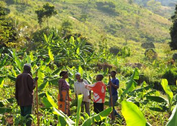 Climate Finance for Sustainable Food Systems Drops, Threatening Farmers’ Futures