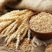 Nigeria Boosts Wheat Production with Support for 2,000 Farmers in Niger State