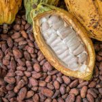 Cocoa Farmers, Exporters Generate N644bn in H1 2024 as Maincrop Season Kicks Off