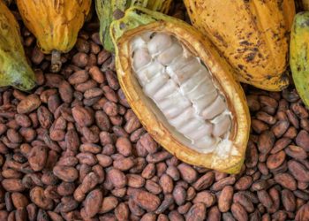Cocoa Farmers, Exporters Generate N644bn in H1 2024 as Maincrop Season Kicks Off