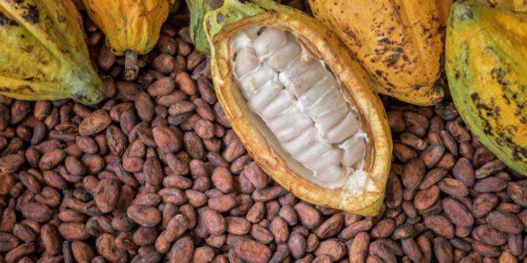 Cocoa Farmers, Exporters Generate N644bn in H1 2024 as Maincrop Season Kicks Off