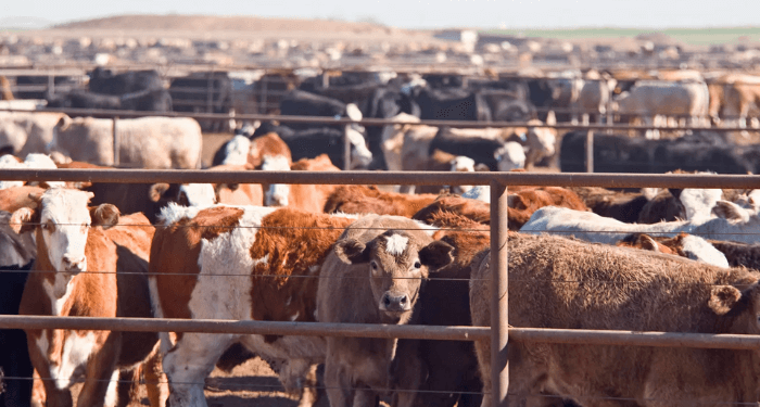 Organization to Train 7,200 Livestock Breeders for Value-Chain Enhancement
