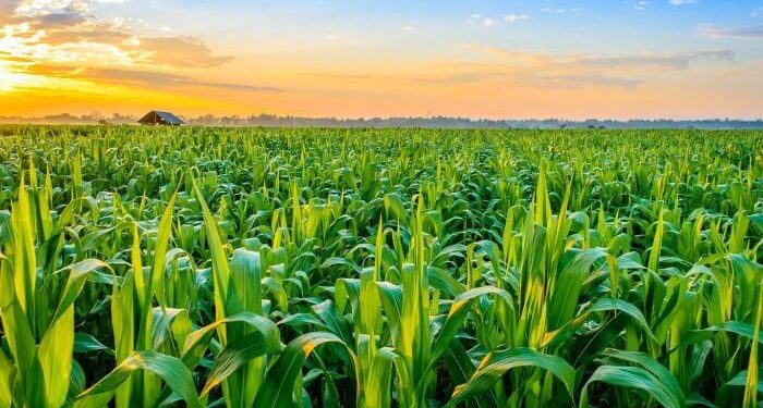 Nigerian Ministry of Agriculture Allocates N180 billion to Agric Varsities, Research Institutes in 2025