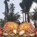 UNIDO, NPPAN Secures €300 Million Investment in Nigeria's Palm Oil Industry