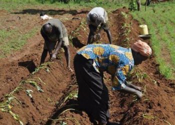 Nigeria Set to Become Leading Agricultural Exporter by 2025 – President Tinubu