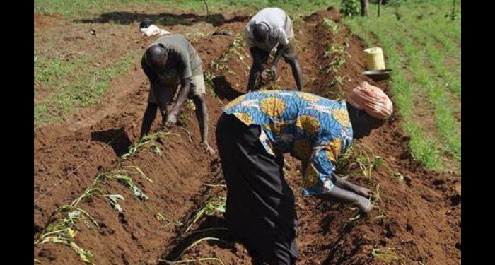 Nigeria Set to Become Leading Agricultural Exporter by 2025 – President Tinubu