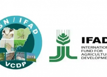 Nigerian Government-IFAD Partnership Boosts Rice and Cassava Production in Niger State