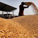 Nigerian Government Targets N1.25 Trillion Revenue from Wheat Production by 2025