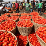 Tomato Farmers Lose N2 Billion as Poor Storage Worsens Glut