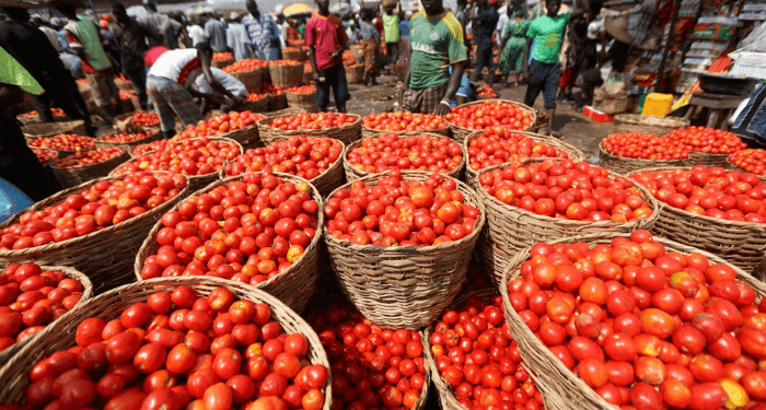 Tomato Farmers Lose N2 Billion as Poor Storage Worsens Glut