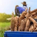 FG Backs Farms to Boost Cassava Production, Agro-Processing in Nigeria