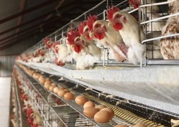 Egg Prices Set to Drop as Poultry Feed Costs Decline, Says FIPAN