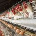 Egg Prices Set to Drop as Poultry Feed Costs Decline, Says FIPAN